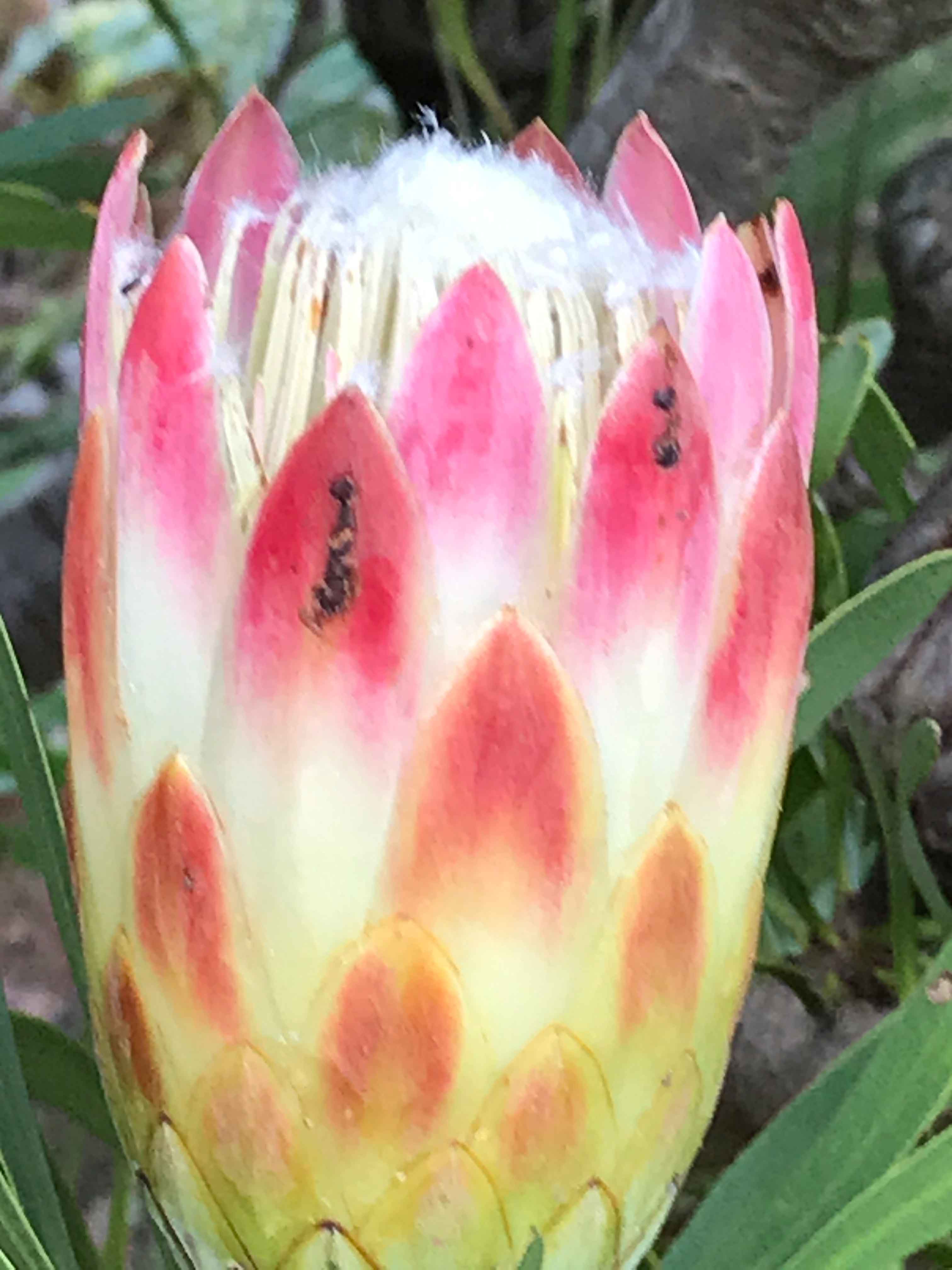 Protea repens - Sugar Bush